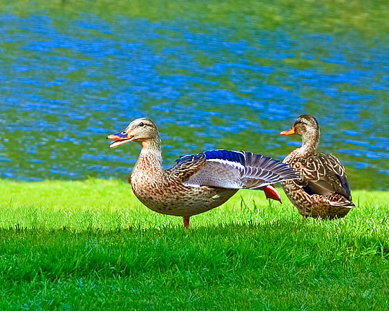 Duck Yoga