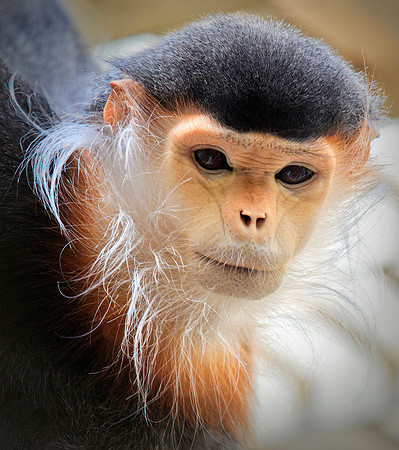 Red Shanked Douc Langur