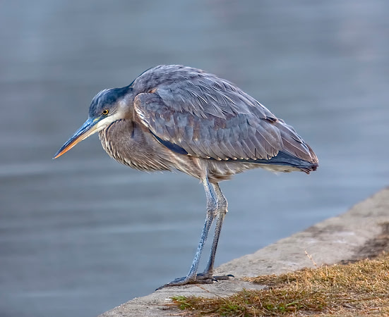 Great Blue Hunter