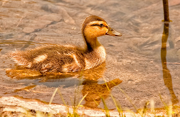 Darling Daffy