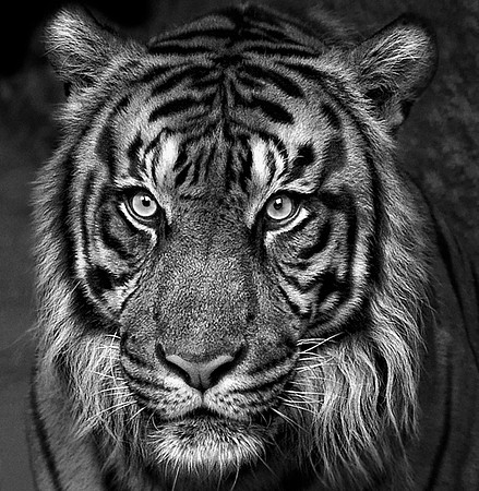 Here Kitty, Kitty, Kitty