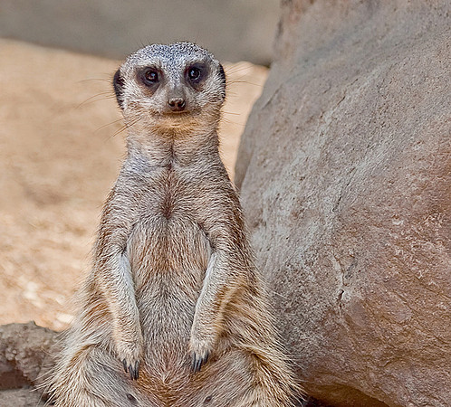Meerkat Cuteness