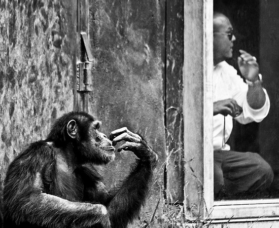 Monkey See, Monkey Do