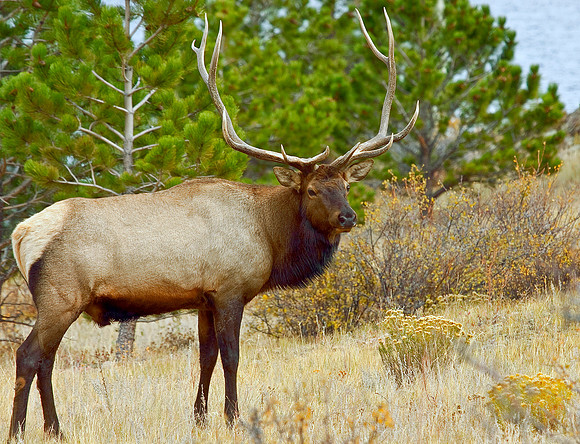 Colorado Wildlife