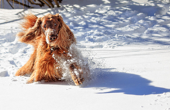 Poop?  I can barely WALK!