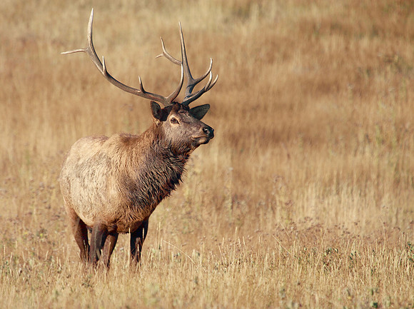 Majestic Stance