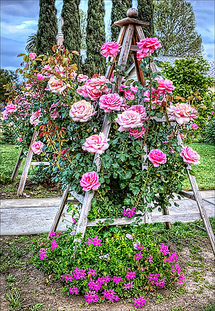 Rose Trellises