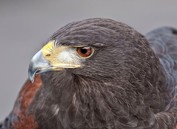 Intense Hawk Stare