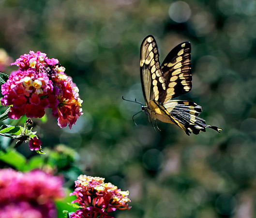 Fly By