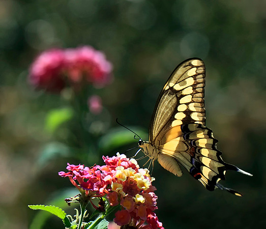 Backyard Visitor