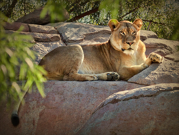 Watchful Eyes