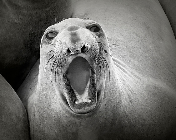 Big Yawn
