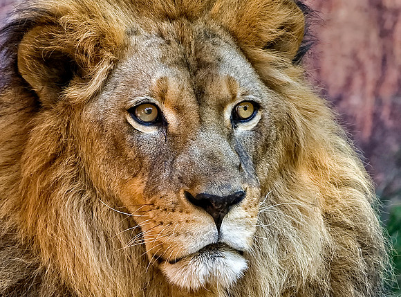 The Mighty King