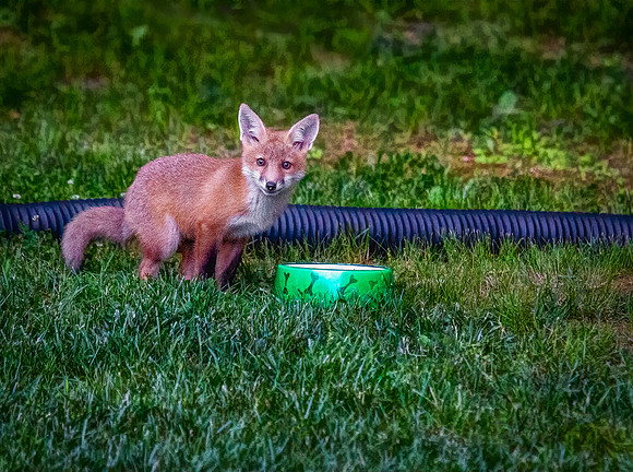 Big Bowl, Little Fox