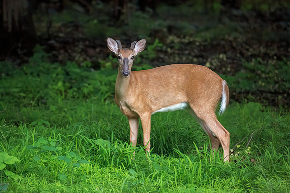 Young Buck