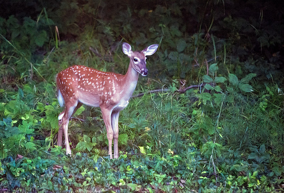 Fall Fawn