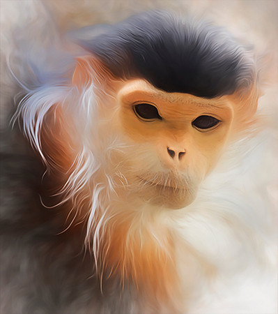 Douc Langur