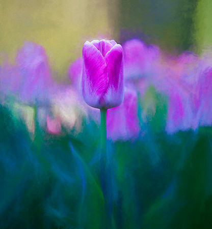 Tulip Days