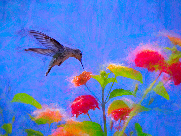 Lantana Lollipop
