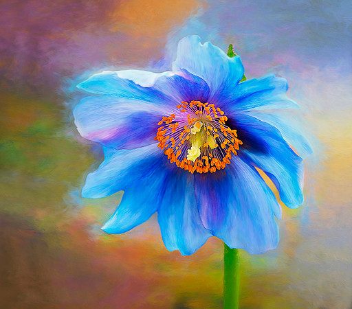 The Elusive Blue Poppy