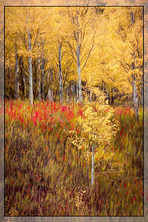 Aspen Autumn
