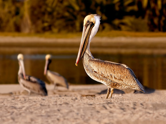 Pelican Poser
