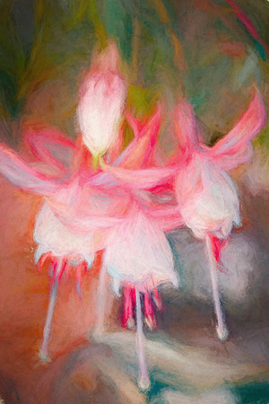 Fuchsia Bells