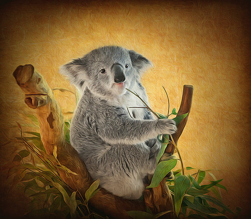 Koala Bear Cutiness