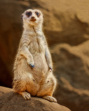 "I'm ready for my close-up, Mr. DeMille."