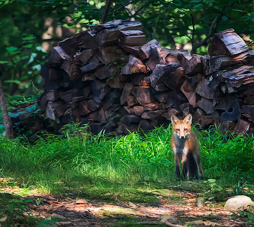 Foxy Loxy