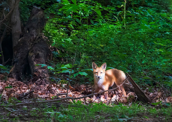 My Fox Baby
