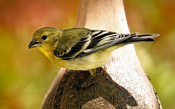 Yellow Finch