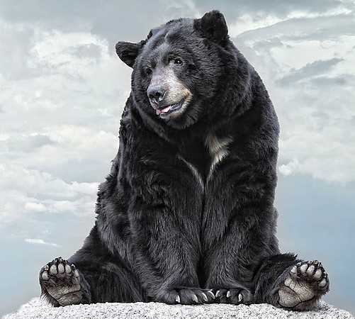 Lions, Tigers and Bears...Oh My!
