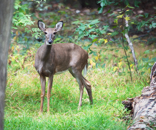 Morning Visitor