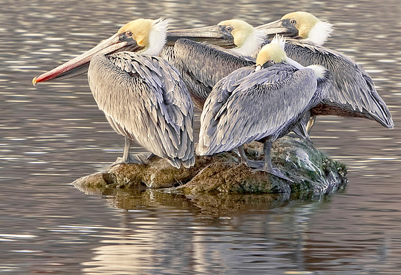 Pelican Art