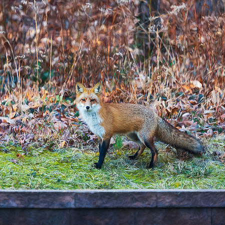 Christmas Morning Visitor