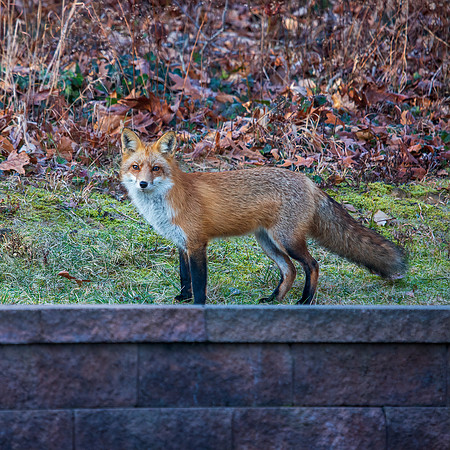 Christmas Morning Visitor II