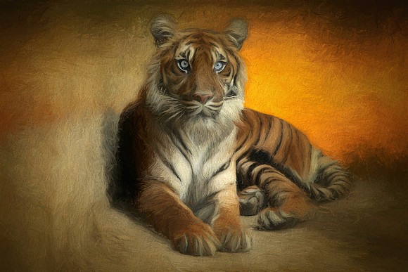 Sumatran tiger
