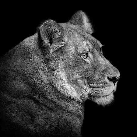 Her Majesty