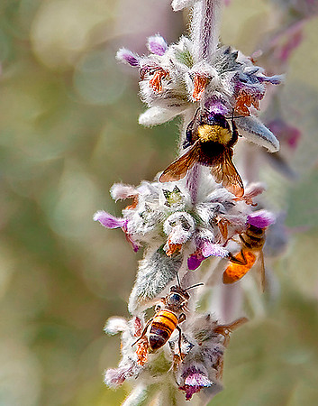Bee Stop