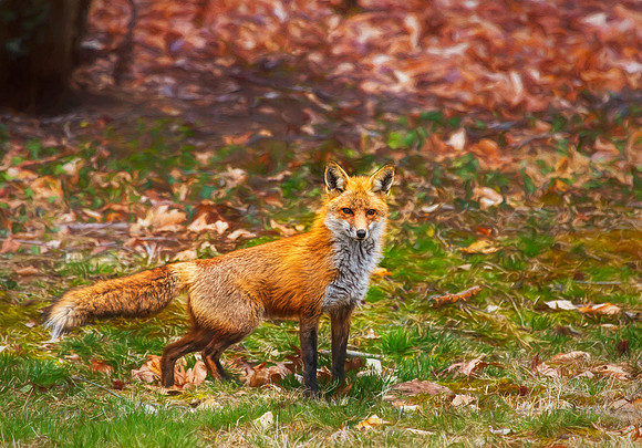 Healthy Fox