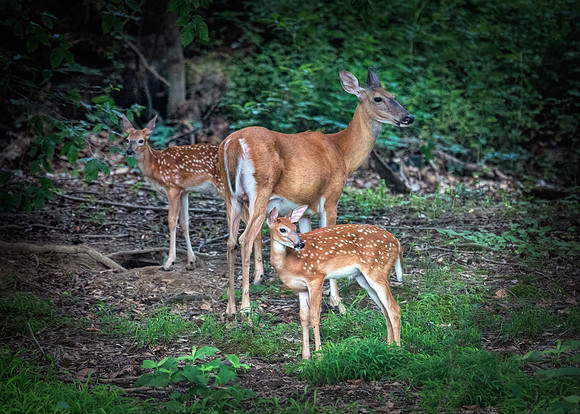 Momma and the Twins