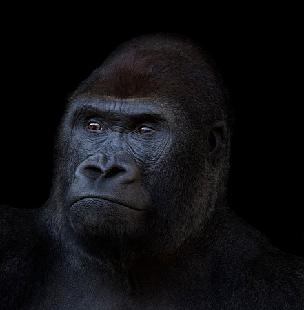 Gorilla Gaze