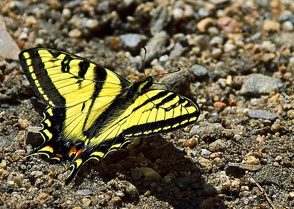 Sand & Butterfly