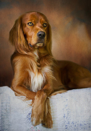 Melanie's Seamus