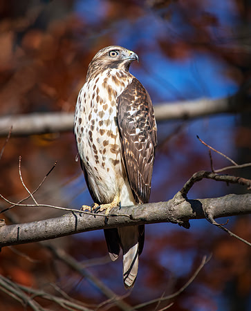 Cooper Hawk