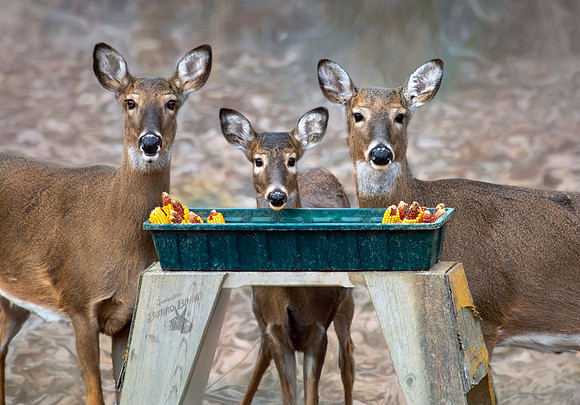 That "Deer in Headlights" Look