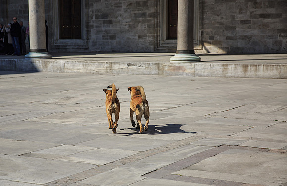 The Mosque Guards