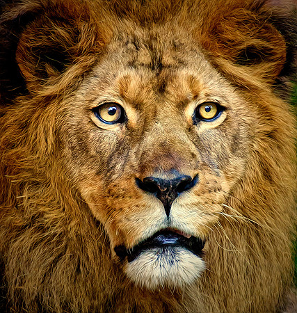 King of the Jungle