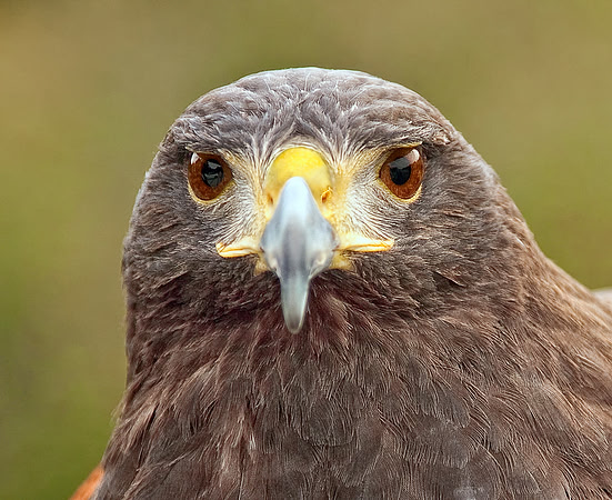Hawk Eyes
